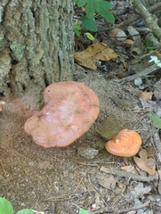 Ganoderma curtisii