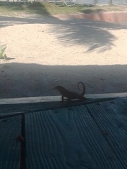 Leiocephalus carinatus