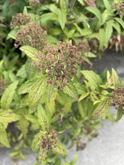 Spiraea japonica
