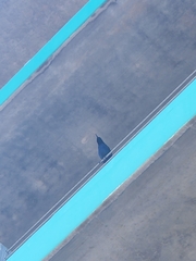 Quiscalus major westoni