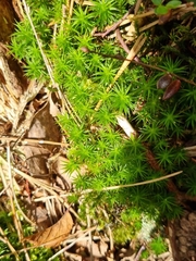 Polytrichum