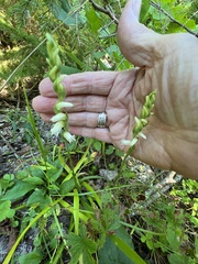 Spiranthes arcisepala