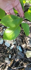 Ulmus rubra
