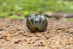 Arthrosphaera
