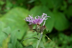 Centaurea phrygia abbreviata