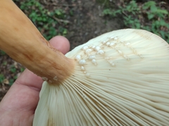 Lactifluus volemus