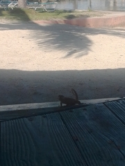 Leiocephalus carinatus