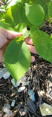 Ulmus rubra