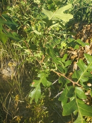 Quercus gambelii