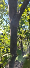 Ulmus rubra
