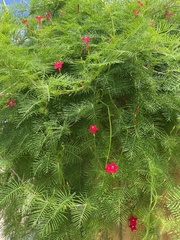 Ipomoea quamoclit