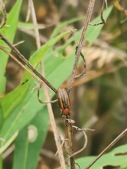 Microrhopala vittata