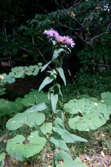 Centaurea phrygia abbreviata