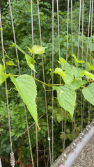 Ampelopsis cordata