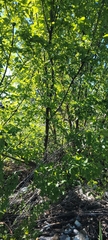 Ulmus rubra