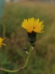 Sonchus brachyotus