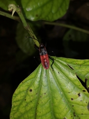 Macrocheraia grandis