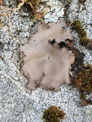 Umbilicaria hirsuta