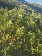 Quercus gambelii
