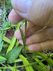 Spiranthes arcisepala