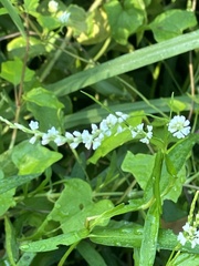 Persicaria hydropiperoides