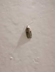 Agonopterix propinquella