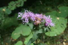 Centaurea phrygia abbreviata