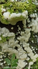 Ceratiomyxa fruticulosa