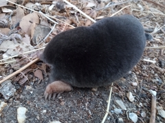 Talpa occidentalis
