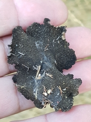 Umbilicaria hirsuta