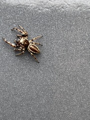 Eris militaris