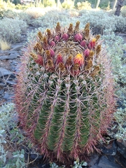 Ferocactus cylindraceus