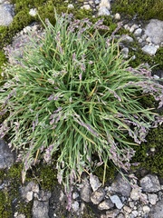 Poa flexuosa