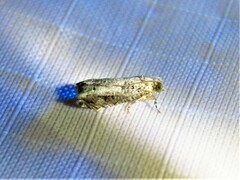 Tortricoidea