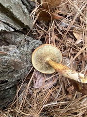 Phylloporopsis boletinoides