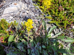 Solidago hispida