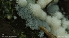 Ceratiomyxa fruticulosa