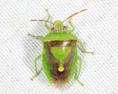 Banasa dimidiata