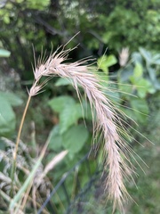 Elymus