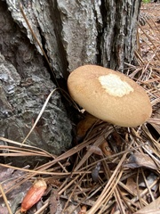 Phylloporopsis boletinoides