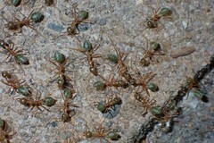 Oecophylla smaragdina