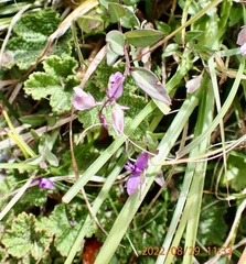 Polygala japonica