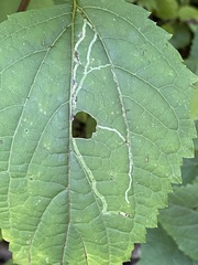 Liriomyza eupatoriella