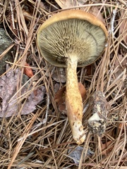 Phylloporopsis boletinoides