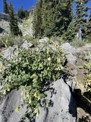Brickellia grandiflora