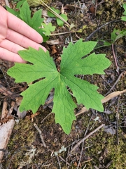 Petasites frigidus palmatus