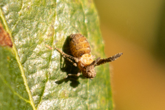 Danepteryx