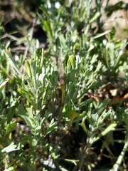 Artemisia tridentata