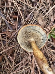 Phylloporopsis boletinoides