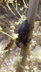Capnodis tenebricosa